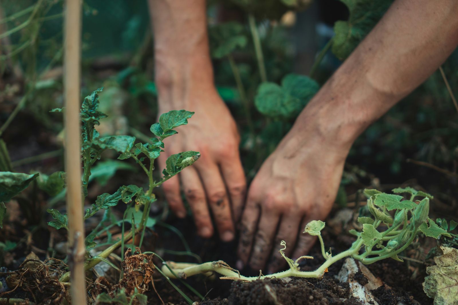 Hands working the soil in a garden: acupuncture and moxa for hand, hip and joint pain in Waimea and Kona, Hawaii