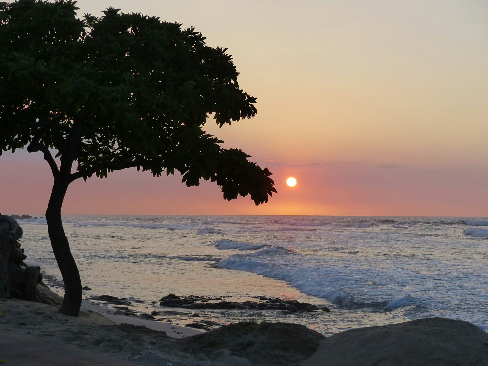 Sunset over the ocean on the Kona coast, with a tree in silhouette